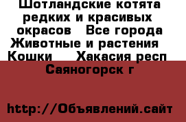 Шотландские котята редких и красивых  окрасов - Все города Животные и растения » Кошки   . Хакасия респ.,Саяногорск г.